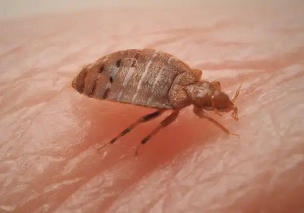 tiny-black-bugs-in-basement-that-jump-openbasement