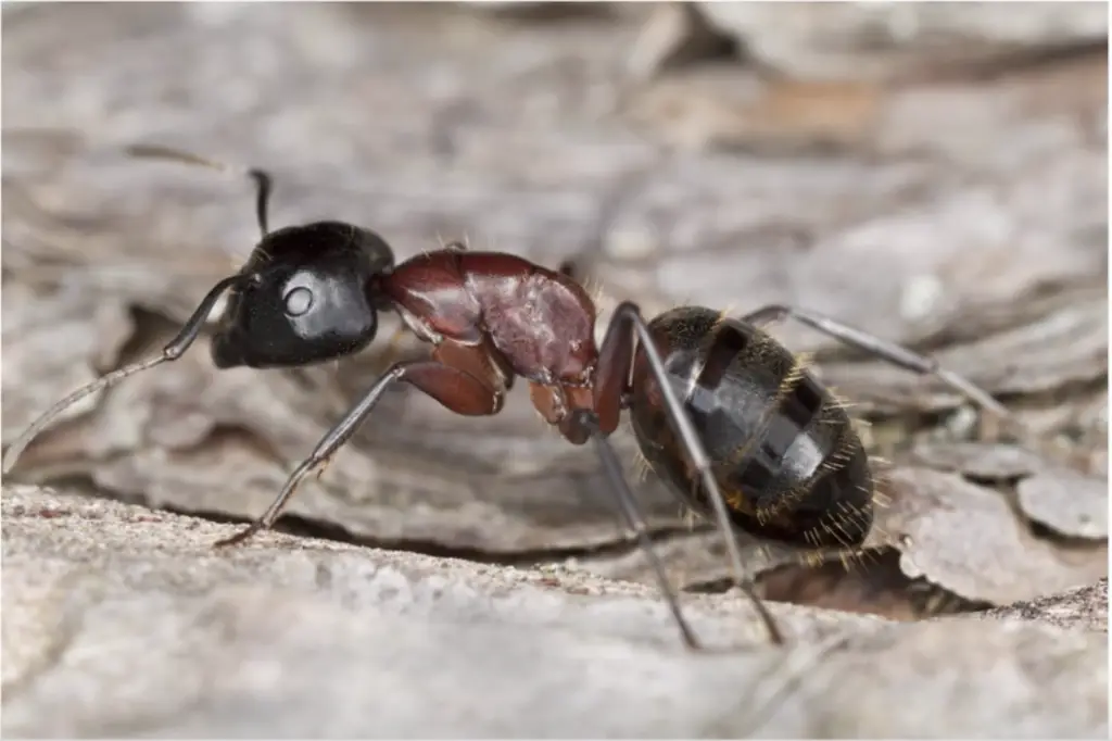  Hormigas carpinteras