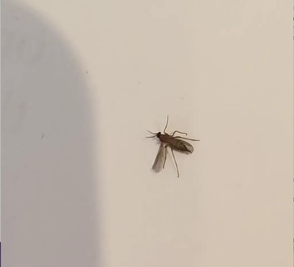 真菌のgnats