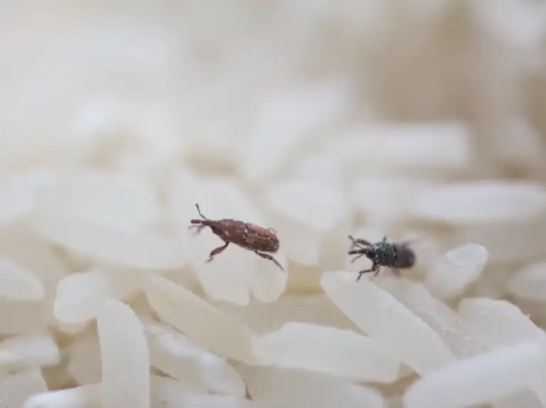 Tiny Black Bugs That Invaded My Home (They'Re Everywhere!) - wqkzri9