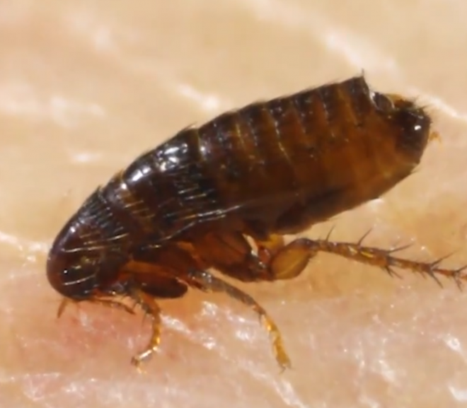 How to get rid of fleas on your cat or dog using natural oils