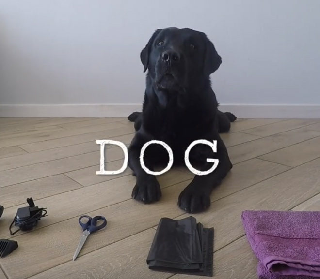 Selecting the best DIY clippers for trimming your dog’s hair