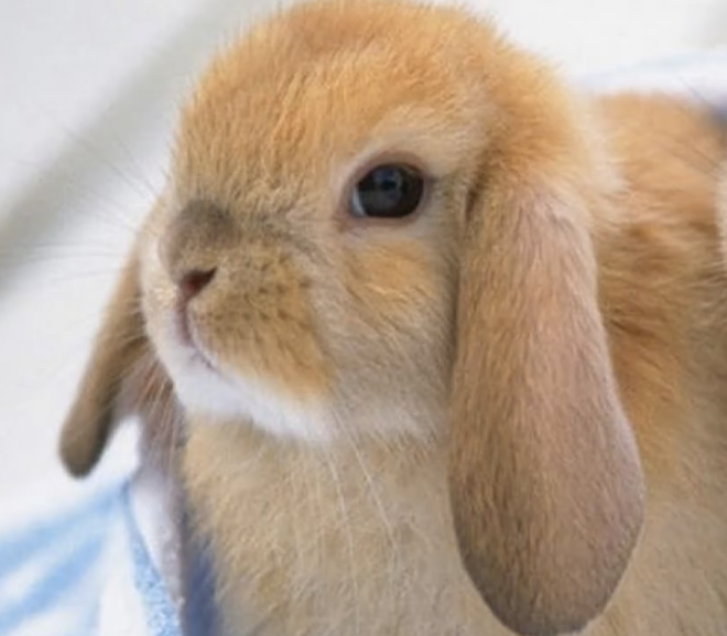 The best pets for a small apartment