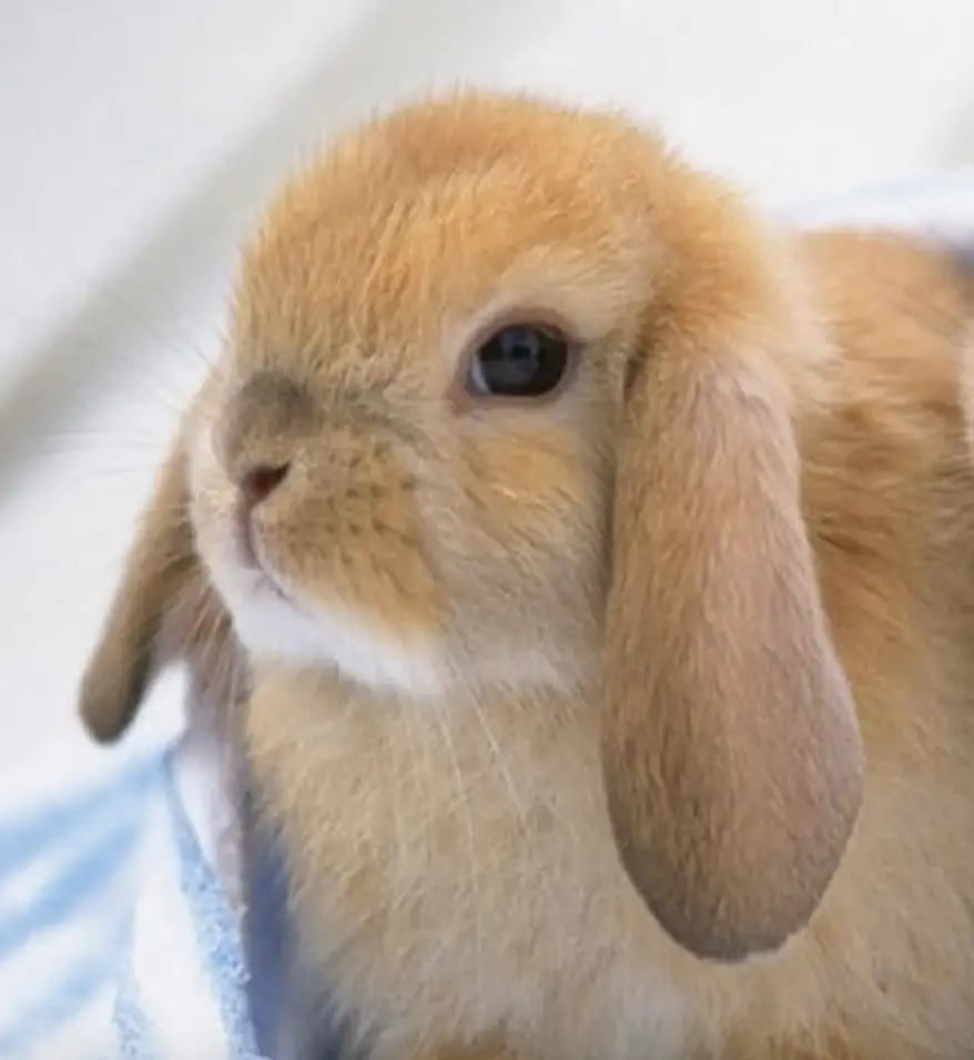 The best pets for a small apartment