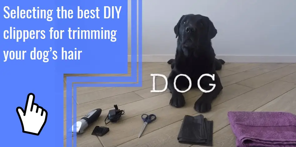 diy clippers for trimming your dog's hair