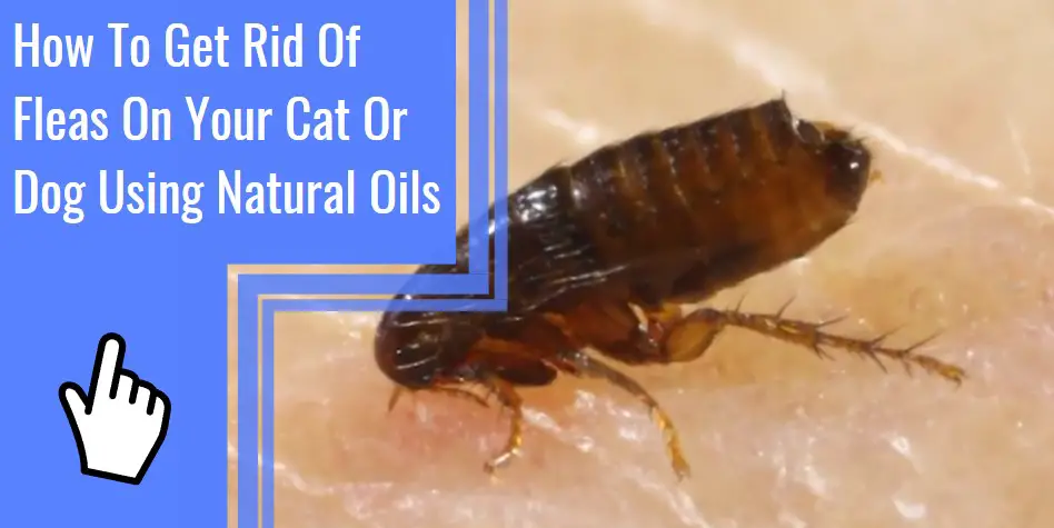 get rid of fleas on your cat or dog