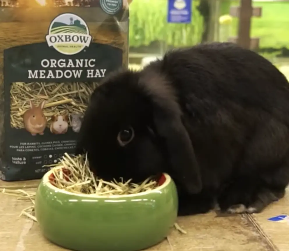 Can a rabbit eat Meadow hay?
