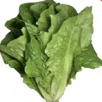 Can a rabbit eat Romaine lettuce?