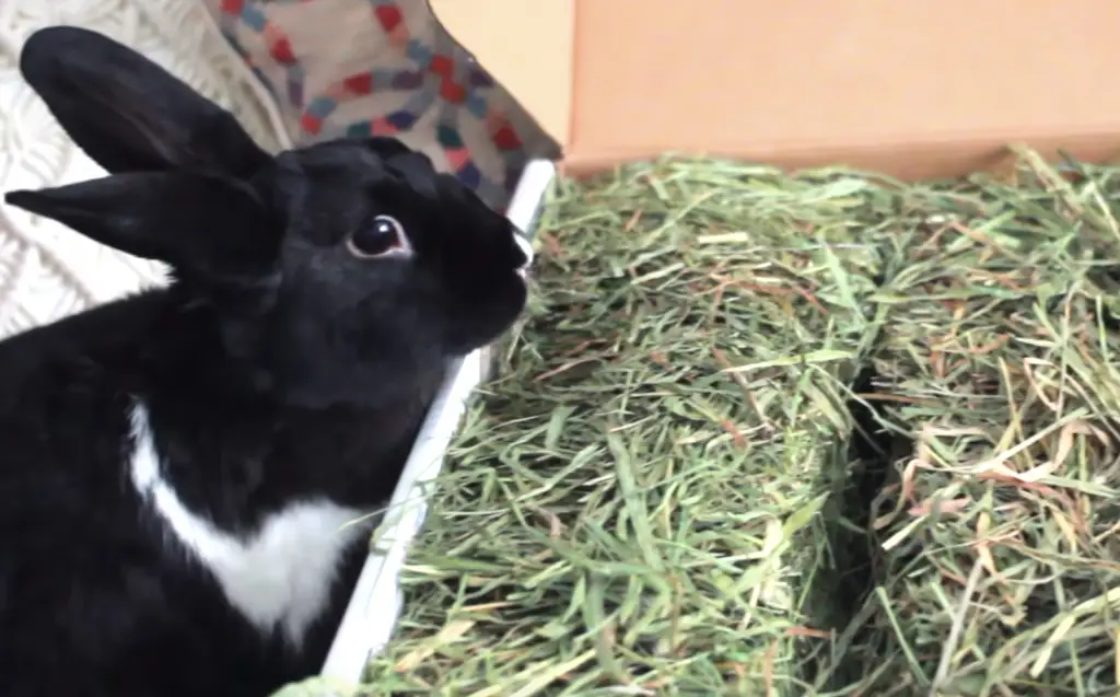 Can a rabbit eat Timothy hay?