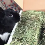 Can a rabbit eat Timothy hay?
