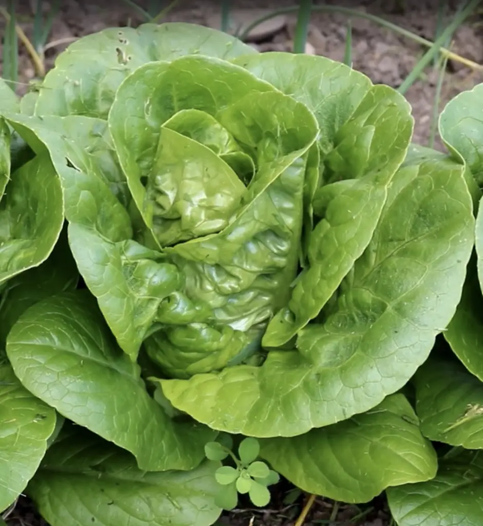 Can a rabbit eat butterhead lettuce?