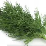 Can a rabbit eat dill?