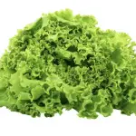 Can a rabbit eat green lettuce?