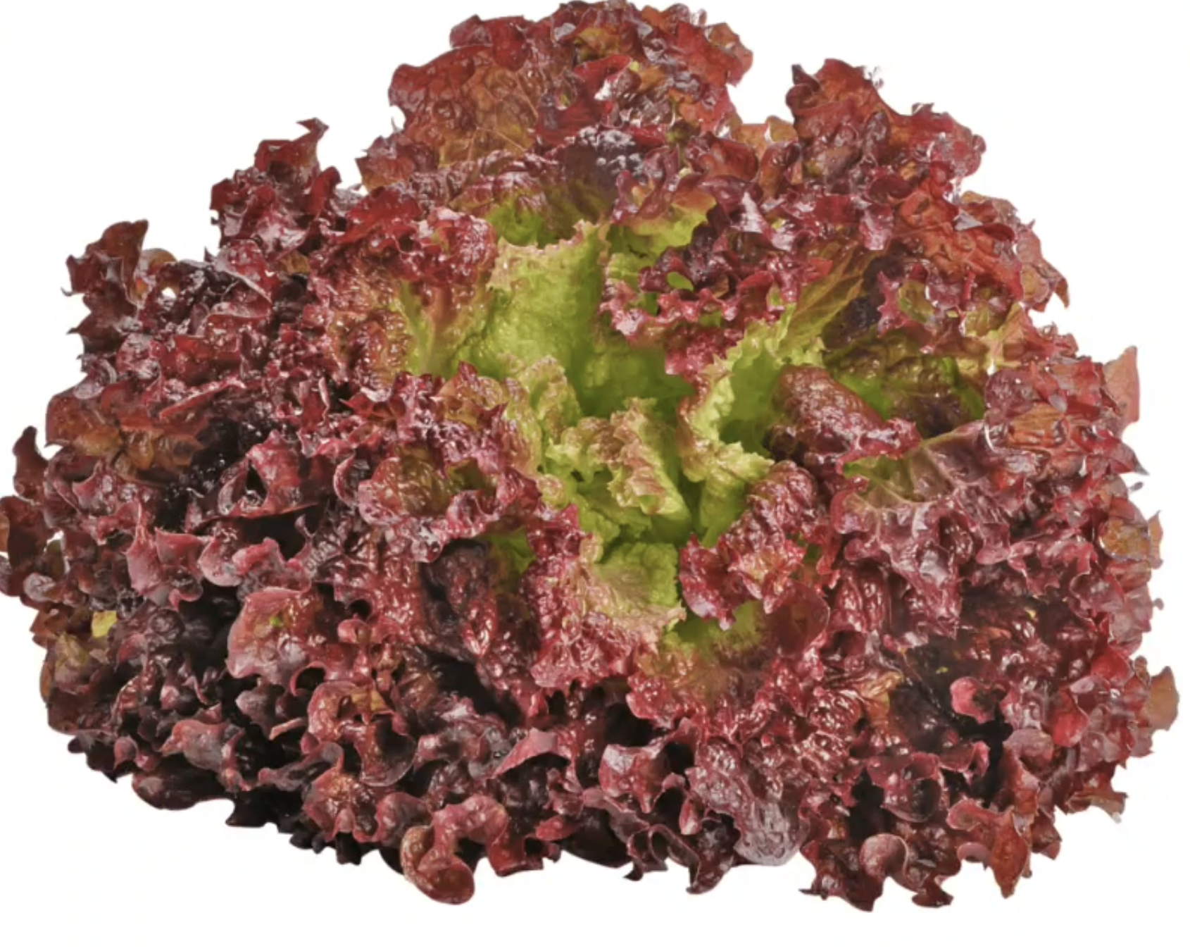 Can a rabbit eat red lettuce?