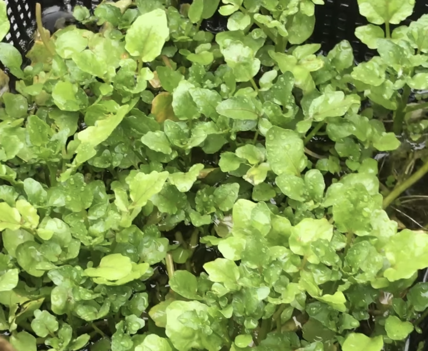 Can a rabbit eat watercress?