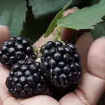 Can a rabbit eat blackberries?