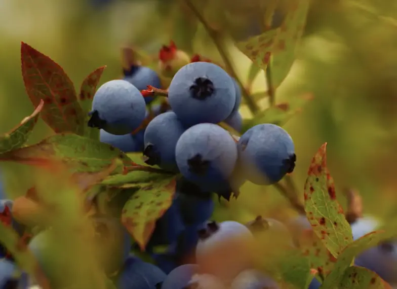 Can a rabbit eat blueberries?