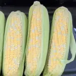 Can a rabbit eat corn on the cob?
