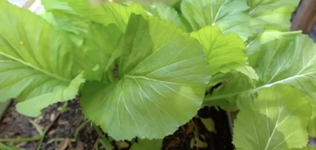 Mustard Greens For Rabbits