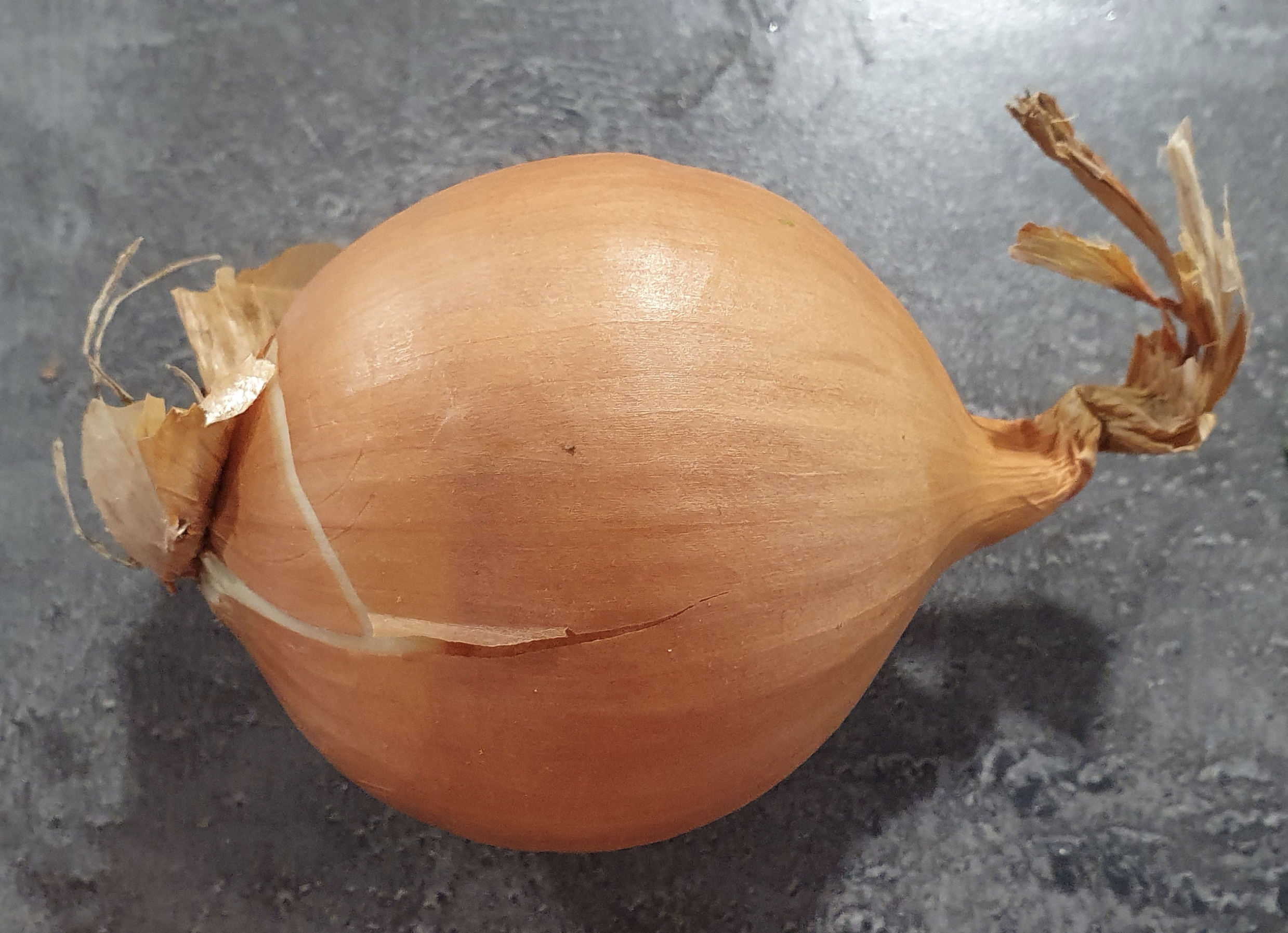 Can a rabbit eat onions?