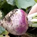 Can a rabbit eat turnips?