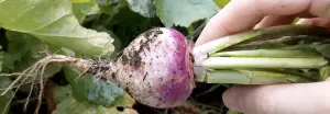 Can a rabbit eat turnips?