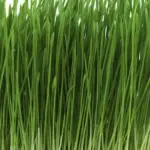 Can a rabbit eat wheatgrass?