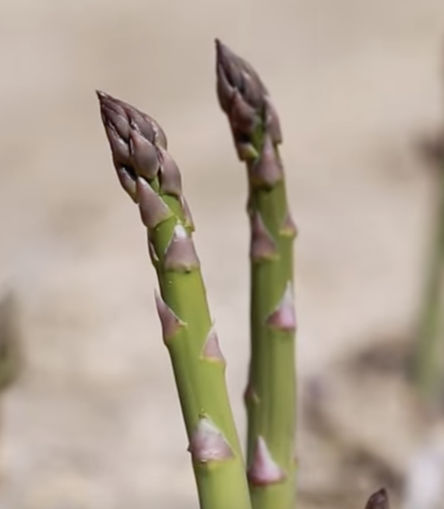 Can a rabbit eat asparagus?