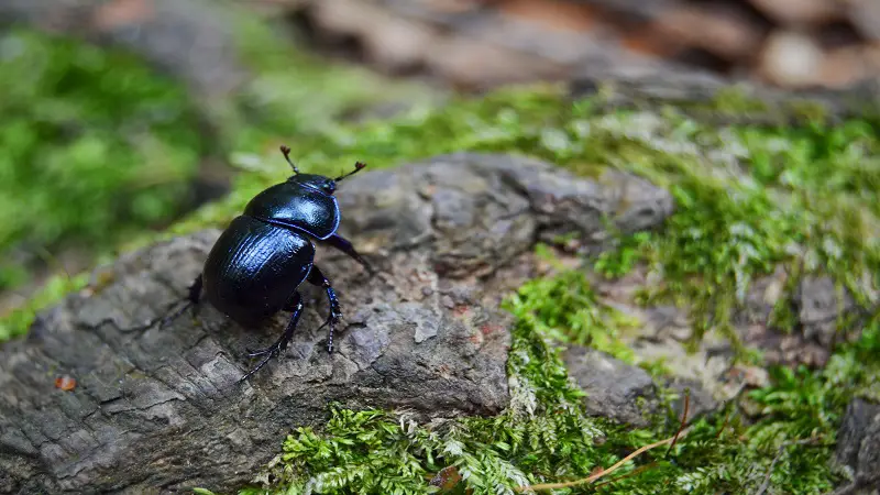 how to get rid of beetles in house