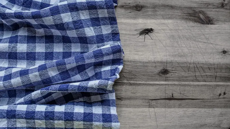 kitchen bugs