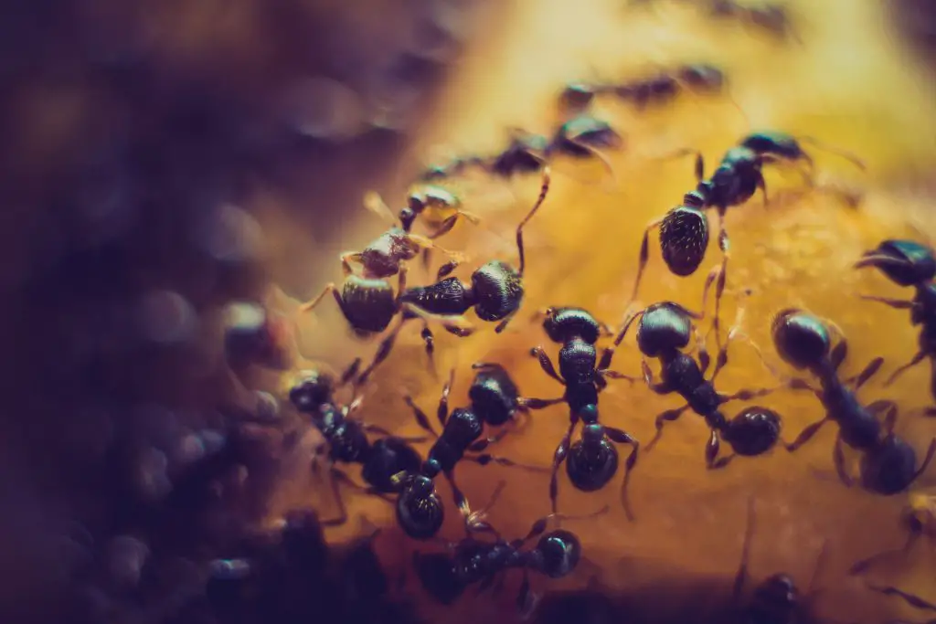 Can Carpenter Ants Kill a Tree