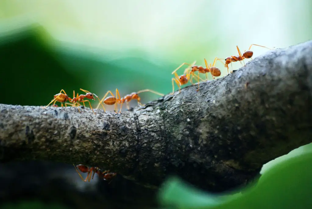 Home Remedies for Carpenter Ants