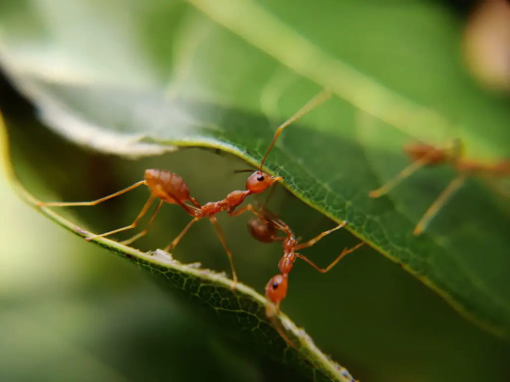 Home Remedies for Carpenter Ants