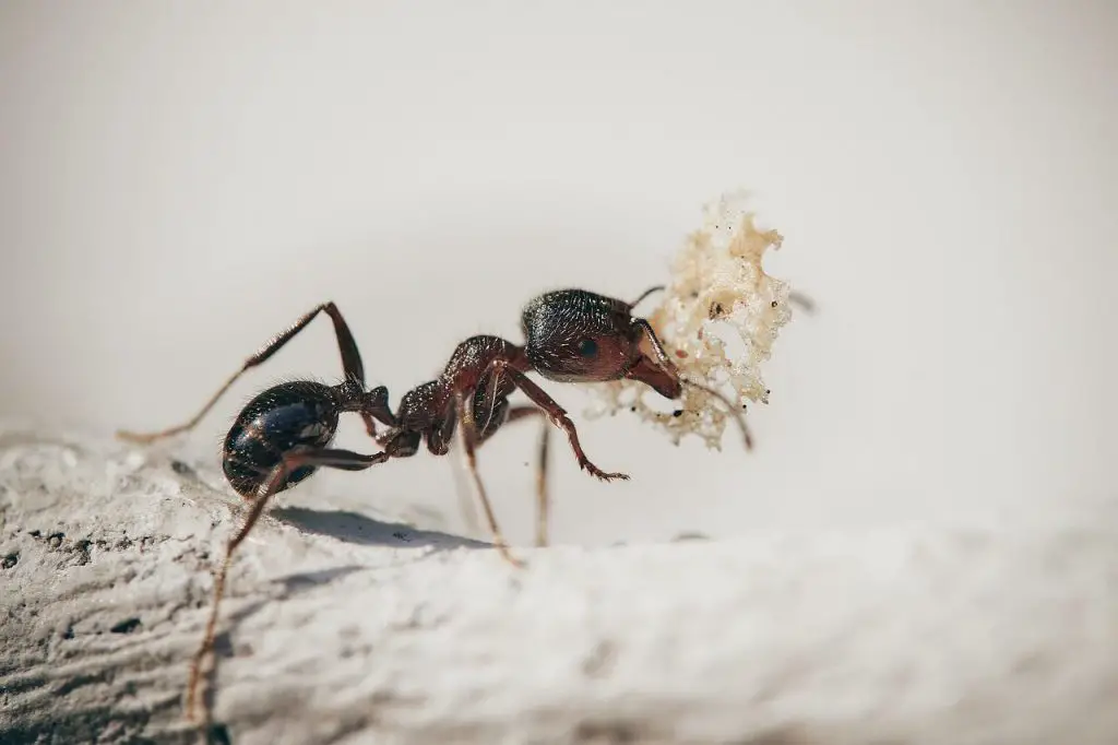How to Get Rid of Summer Ants