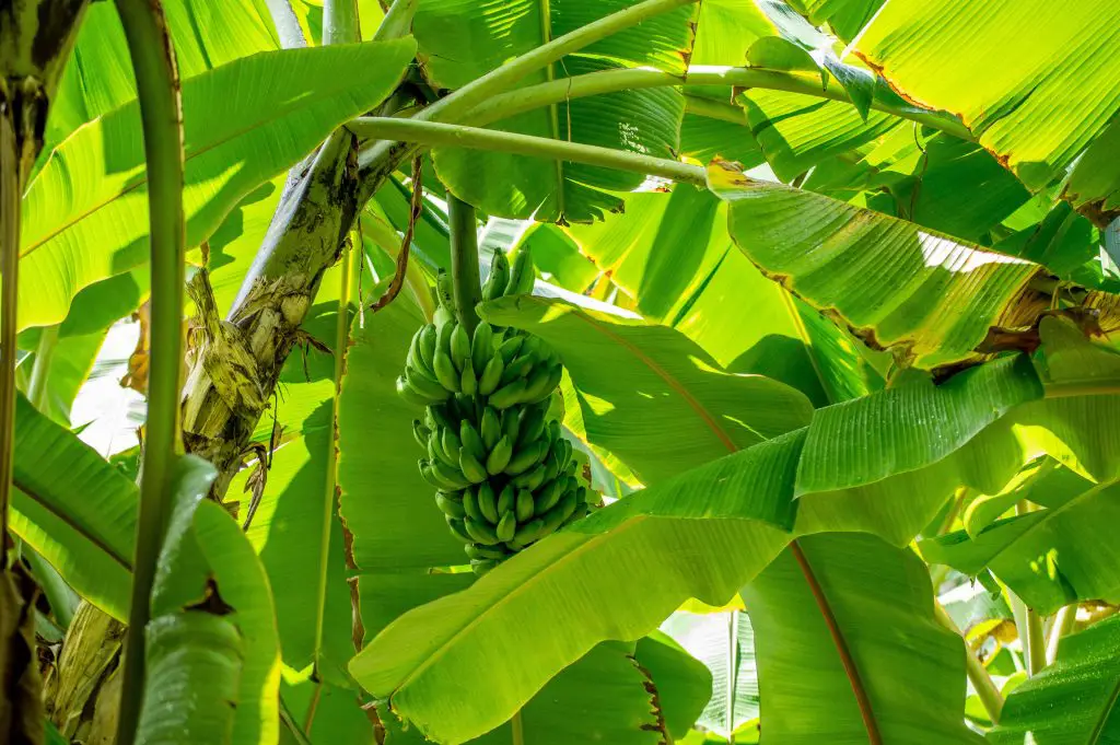 How to Get Rid of a Banana Tree Without Causing Damage