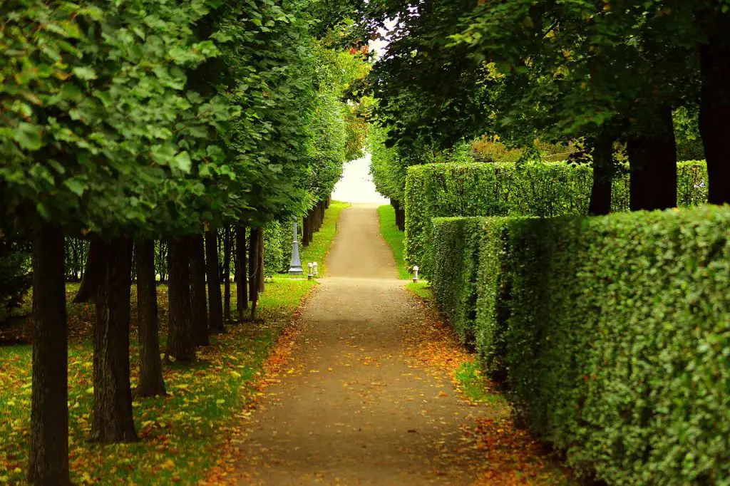 What Not to Do When Edging Around a Tree in Your Garden